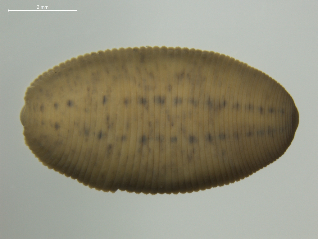 Glossiphonia concolor